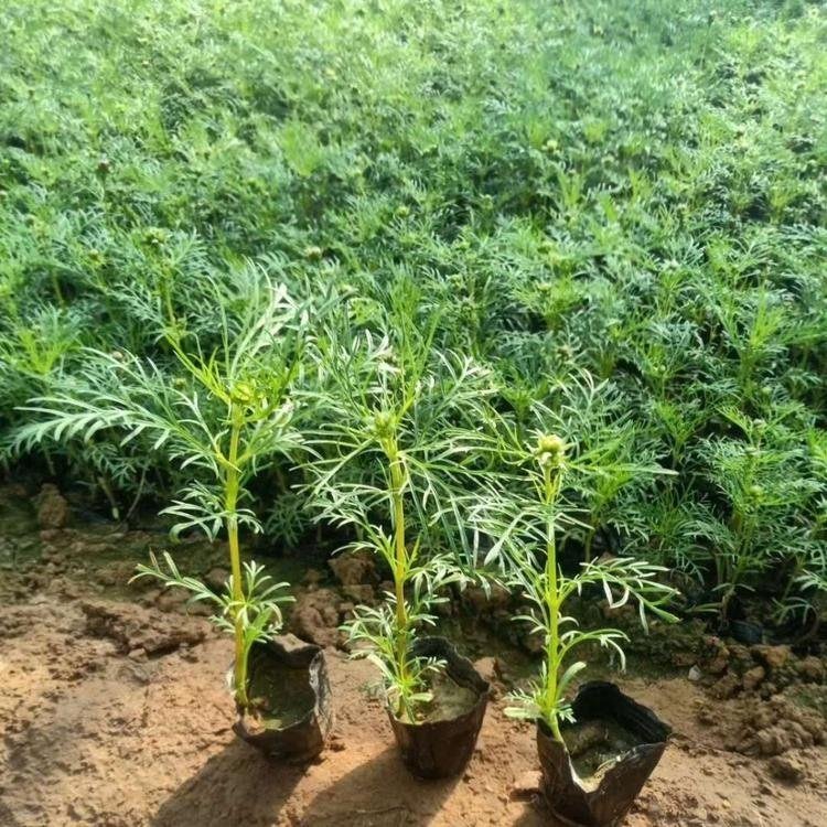 <a href='http://njszjj.com/caohuazhongzi/12.html' target='_blank'>波斯菊</a>容器苗波斯菊盆栽苗