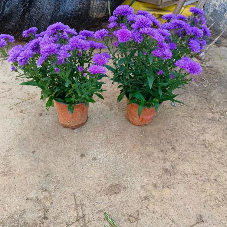 <a href='http://njszjj.com/caohuazhongzi/1033.html' target='_blank'>翠菊</a>容器苗盆栽藍色紫色