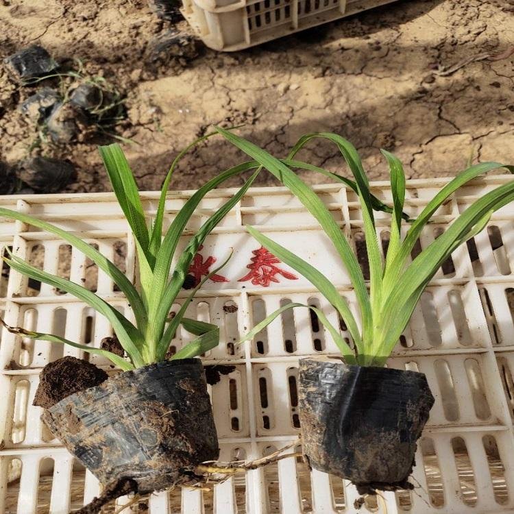 常綠<a href='http://njszjj.com/caobenzhiwu/3404.html' target='_blank'>萱草</a>容器苗小苗盆栽苗
