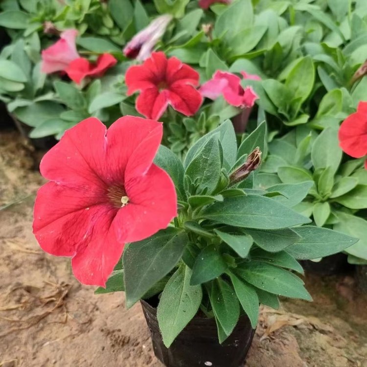 大紅色<a href='http://njszjj.com/caohuazhongzi/1613.html' target='_blank'>牽牛花</a>容器苗