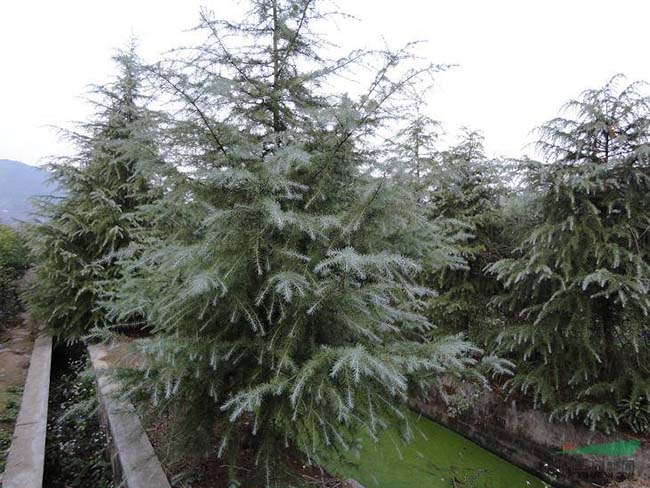 <a href='http://njszjj.com/linmuzhongzi/1853.html' target='_blank'>雪松</a>