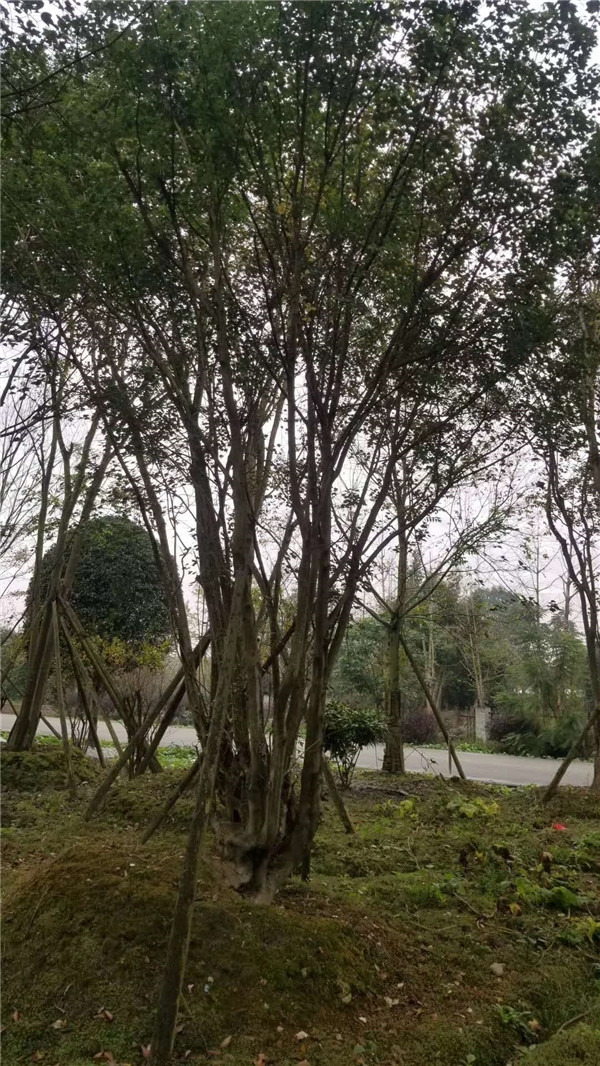 叢生<a href='http://njszjj.com/linmuzhongzi/1781.html' target='_blank'>五角楓</a>基地實(shí)拍圖