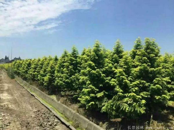 金葉<a href='http://njszjj.com/linmuzhongzi/1720.html' target='_blank'>水杉</a>圖片基地實(shí)拍