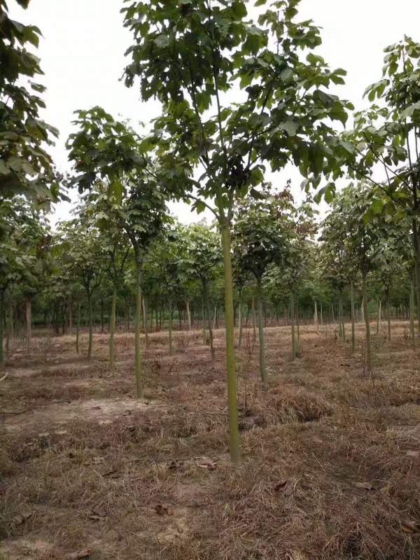 <a href='http://njszjj.com/linmuzhongzi/1749.html' target='_blank'>青桐</a>樹(shù)圖片<a href='http://njszjj.com/linmuzhongzi/1749.html' target='_blank'>青桐</a>樹(shù)基地實(shí)拍