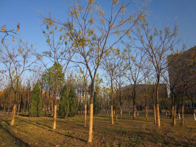 <a href='http://njszjj.com/xingdaoshu/3368.html' target='_blank'>苦楝樹(shù)</a>