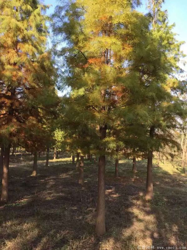 <a href='http://njszjj.com/linmuzhongzi/1823.html' target='_blank'>池杉</a>圖片<a href='http://njszjj.com/linmuzhongzi/1823.html' target='_blank'>池杉</a>基地實(shí)拍