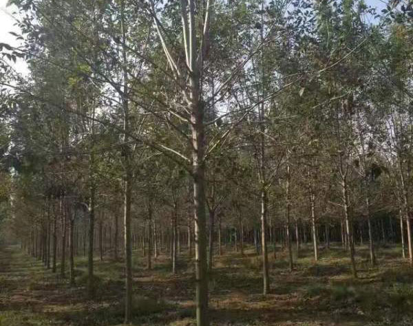 白臘樹(shù)圖片<a href='http://njszjj.com/linmuzhongzi/1712.html' target='_blank'>白蠟</a>基地實(shí)拍