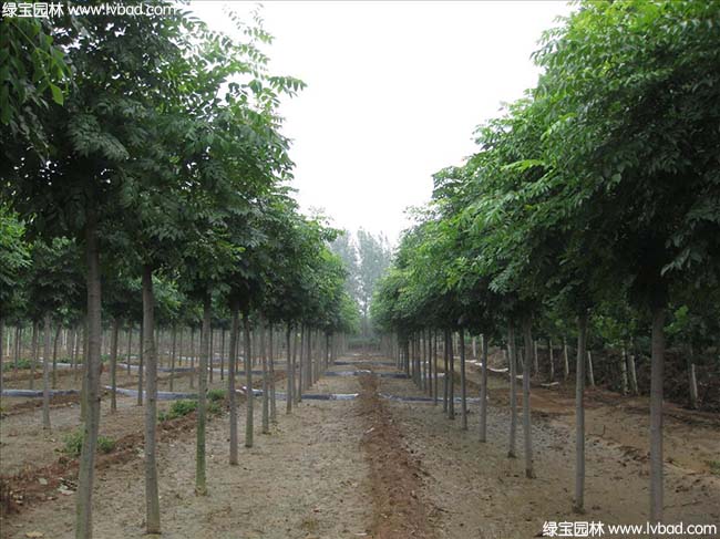 江蘇沭陽(yáng)<a href='http://njszjj.com/linmuzhongzi/1745.html' target='_blank'>黃山欒樹(shù)</a>種植基地
