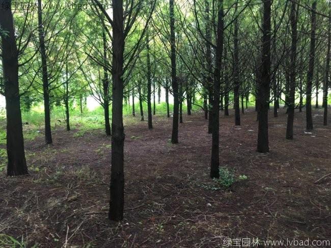 <a href='http://njszjj.com/xingdaoshu/3590.html' target='_blank'>水杉樹(shù)</a>