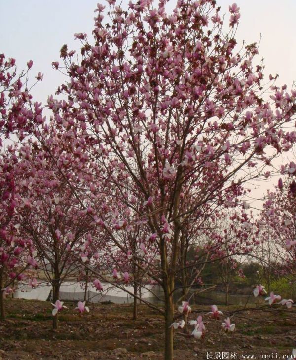 <a href='http://njszjj.com/xingdaoshu/3378.html' target='_blank'>紅玉蘭</a>圖片<a href='http://njszjj.com/xingdaoshu/3378.html' target='_blank'>紅玉蘭</a>基地實(shí)拍