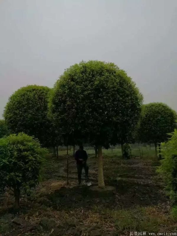 <a href='http://njszjj.com/xingdaoshu/3363.html' target='_blank'>桂花樹(shù)</a>圖片<a href='http://njszjj.com/xingdaoshu/3363.html' target='_blank'>桂花樹(shù)</a>基地實(shí)拍