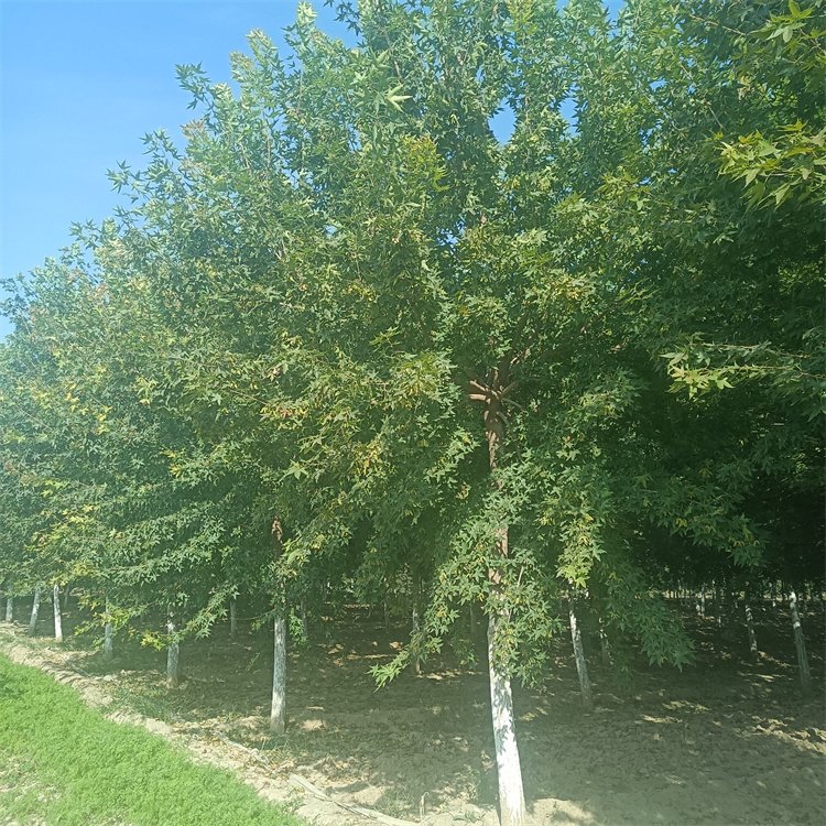 <a href='http://njszjj.com/linmuzhongzi/1781.html' target='_blank'>五角楓</a>