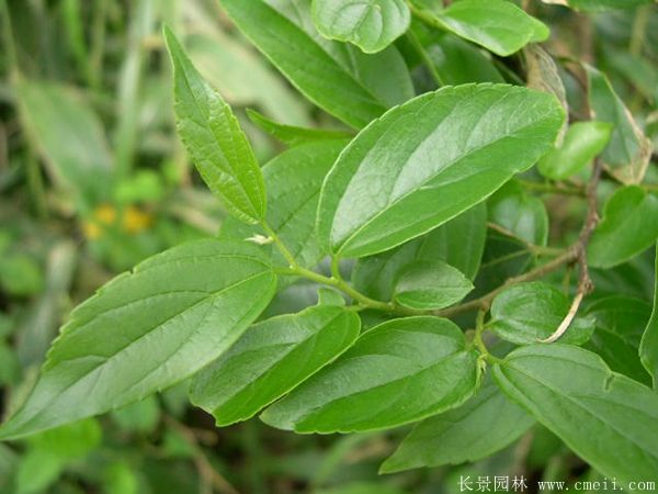 <a href='http://njszjj.com/linmuzhongzi/1755.html' target='_blank'>樸樹(shù)</a>圖片<a href='http://njszjj.com/linmuzhongzi/1755.html' target='_blank'>樸樹(shù)</a>基地實(shí)拍