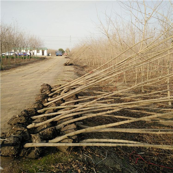 <a href='http://njszjj.com/linmuzhongzi/1855.html' target='_blank'>元寶楓</a>基地實(shí)拍圖