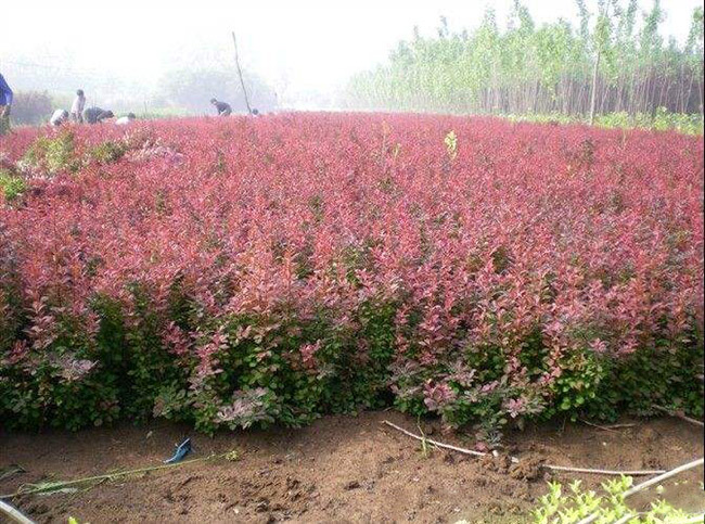 <a href='http://njszjj.com/linmuzhongzi/1753.html' target='_blank'>紅葉小檗</a>
