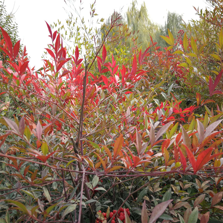 <a href='http://njszjj.com/linmuzhongzi/1800.html' target='_blank'>紅天竹</a>