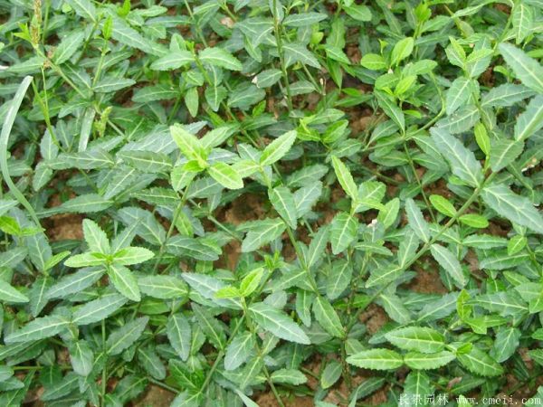 <a href='http://njszjj.com/dibeiguanmu/3573.html' target='_blank'>扶芳藤</a>圖片基地實(shí)拍