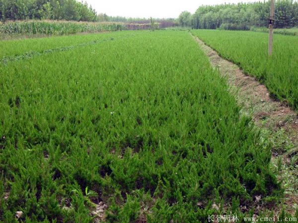 小<a href='http://njszjj.com/songbailei/3479.html' target='_blank'>龍柏</a>圖片基地實(shí)拍