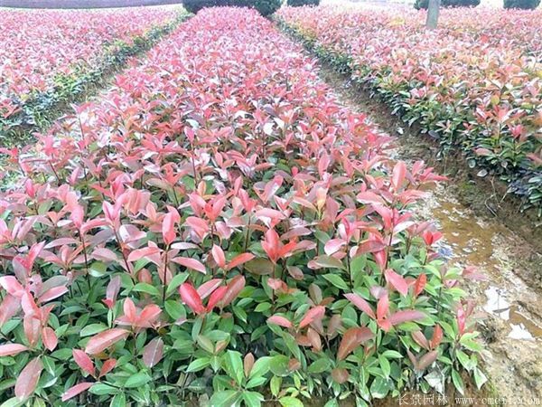 <a href='http://njszjj.com/linmuzhongzi/1747.html' target='_blank'>紅葉石楠</a>圖片基地實(shí)拍