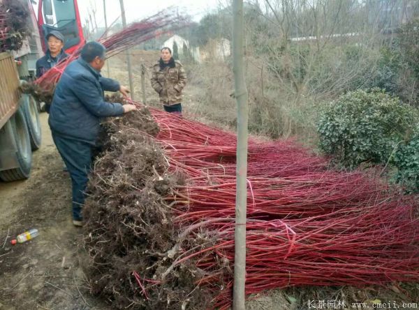 <a href='http://njszjj.com/linmuzhongzi/1759.html' target='_blank'>紅瑞木</a>圖片基地實(shí)拍