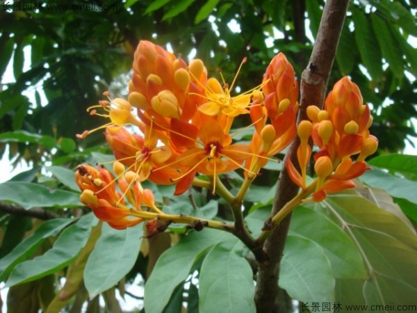 <a href='http://njszjj.com/linmuzhongzi/2247.html' target='_blank'>無憂樹種子</a>發(fā)芽出苗開花圖片