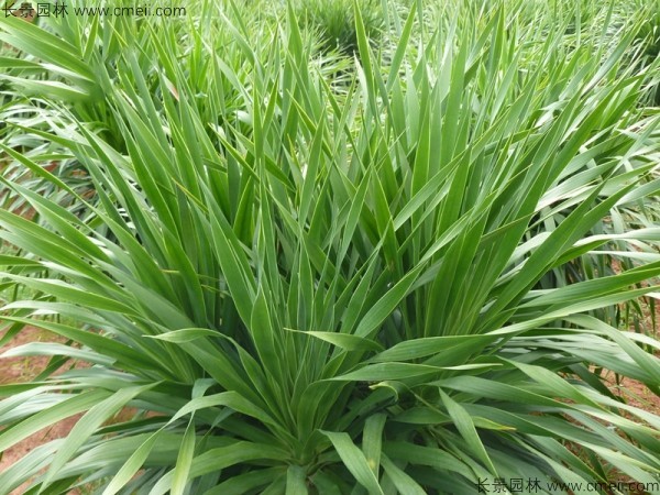 <a href='http://njszjj.com/linmuzhongzi/2230.html' target='_blank'>龍血樹種子</a>發(fā)芽出苗圖片