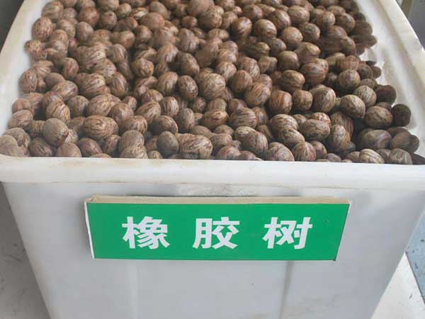 <a href='http://njszjj.com/linmuzhongzi/2248.html' target='_blank'>橡膠樹種子</a>圖片