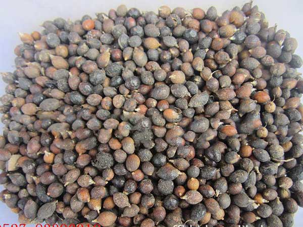<a href='http://njszjj.com/linmuzhongzi/2232.html' target='_blank'>老人葵種子</a>圖片
