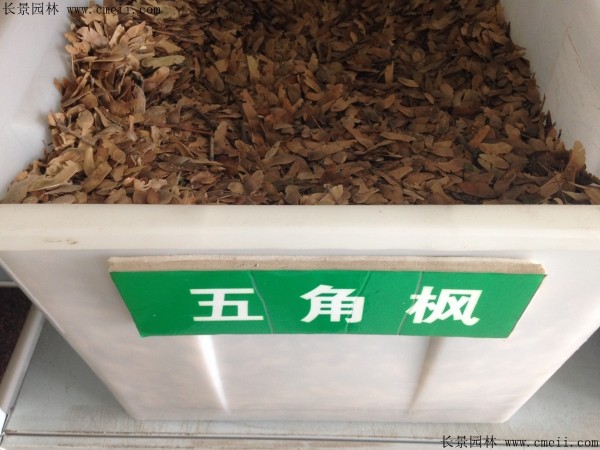 <a href='http://njszjj.com/linmuzhongzi/1781.html' target='_blank'>五角楓種子</a>圖片