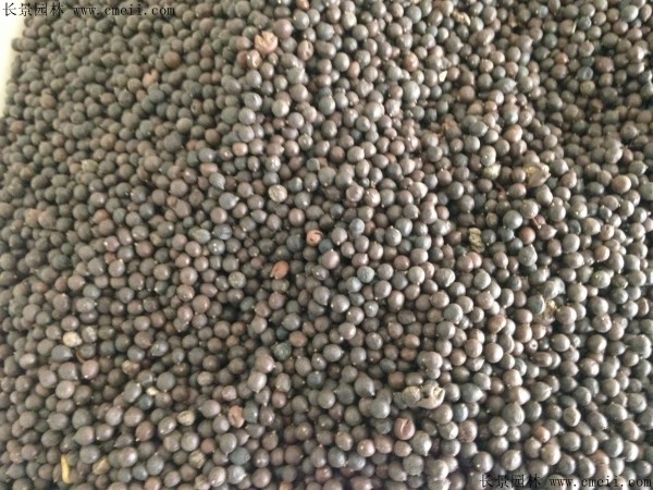 <a href='http://njszjj.com/linmuzhongzi/1807.html' target='_blank'>北欒種子</a>圖片