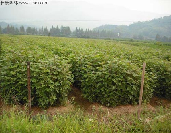 <a href='http://njszjj.com/linmuzhongzi/1839.html' target='_blank'>楓香種子</a>發(fā)芽出苗圖片