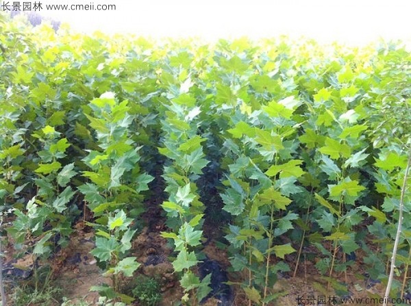 <a href='http://njszjj.com/linmuzhongzi/2262.html' target='_blank'>法桐種子</a>發(fā)芽出苗圖片