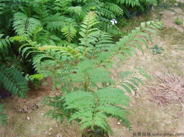 <a href='http://njszjj.com/linmuzhongzi/1799.html' target='_blank'>紅花楹種子</a>發(fā)芽出苗圖片