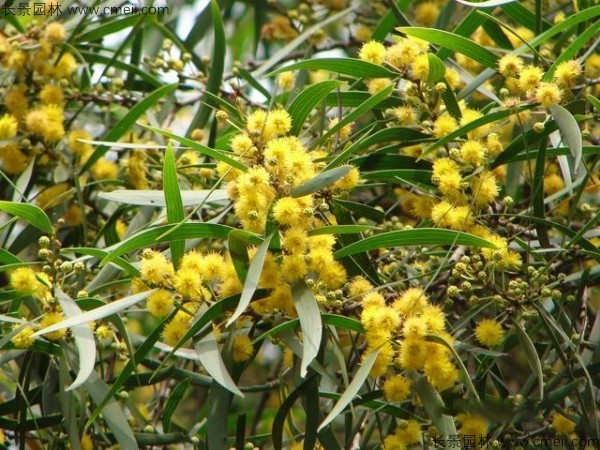 臺灣<a href='http://njszjj.com/linmuzhongzi/2278.html' target='_blank'>相思樹</a>開花圖片