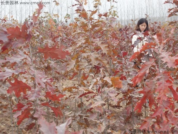 <a href='http://njszjj.com/linmuzhongzi/2228.html' target='_blank'>櫟樹種子</a>發(fā)芽出苗圖片