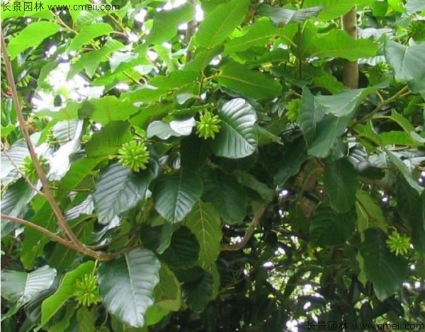 <a href='http://njszjj.com/linmuzhongzi/2250.html' target='_blank'>喜樹種子</a>發(fā)芽出苗圖片