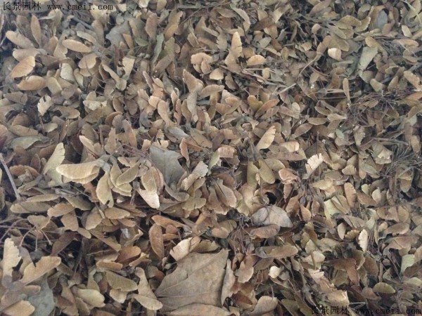 <a href='http://njszjj.com/linmuzhongzi/1746.html' target='_blank'>三角楓種子</a>圖片