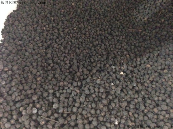 <a href='http://njszjj.com/linmuzhongzi/1755.html' target='_blank'>樸樹種子</a>圖片