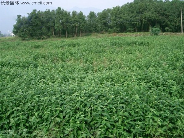 <a href='http://njszjj.com/linmuzhongzi/2220.html' target='_blank'>光皮樹種子</a>發(fā)芽出苗圖片