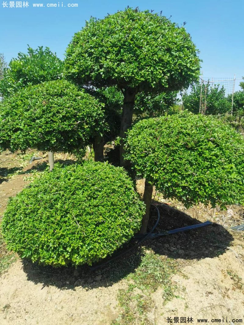 對節(jié)<a href='http://njszjj.com/linmuzhongzi/1712.html' target='_blank'>白蠟</a>造型盆景地景