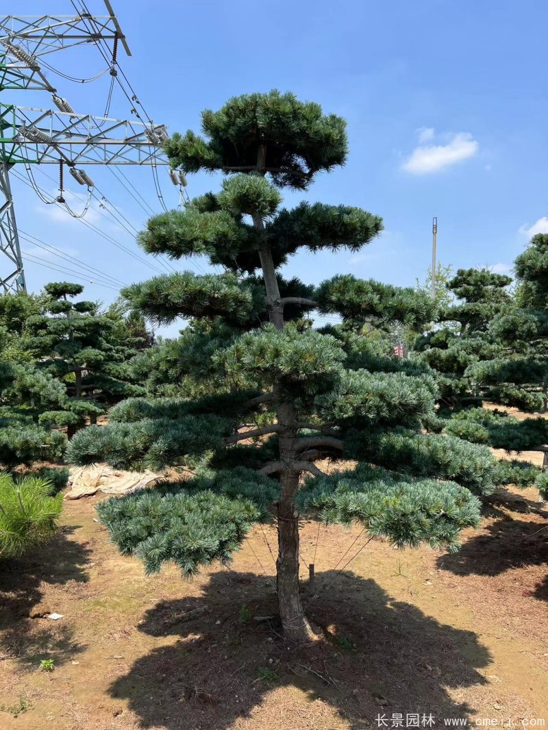 造型<a href='http://njszjj.com/linmuzhongzi/1817.html' target='_blank'>五針?biāo)?/a>