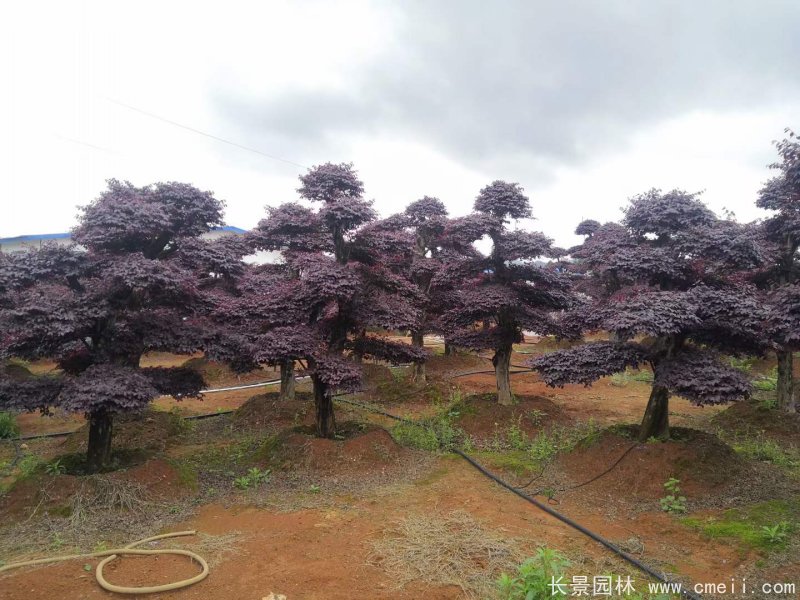 造型<a href='http://njszjj.com/dibeiguanmu/9770.html' target='_blank'>紅花繼木</a>