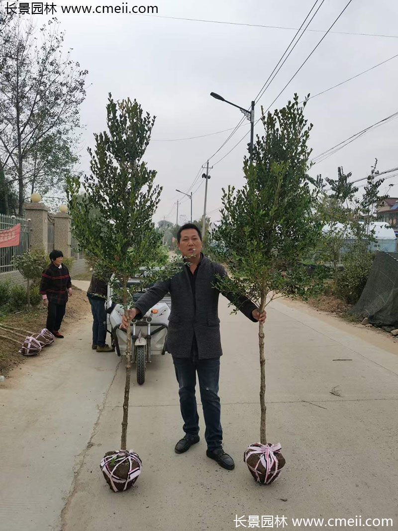 <a href='http://njszjj.com/linmuzhongzi/1764.html' target='_blank'>小葉黃楊</a>樹