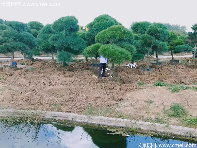 景觀樹造型<a href='http://njszjj.com/linmuzhongzi/1716.html' target='_blank'>黑松</a>大型地景