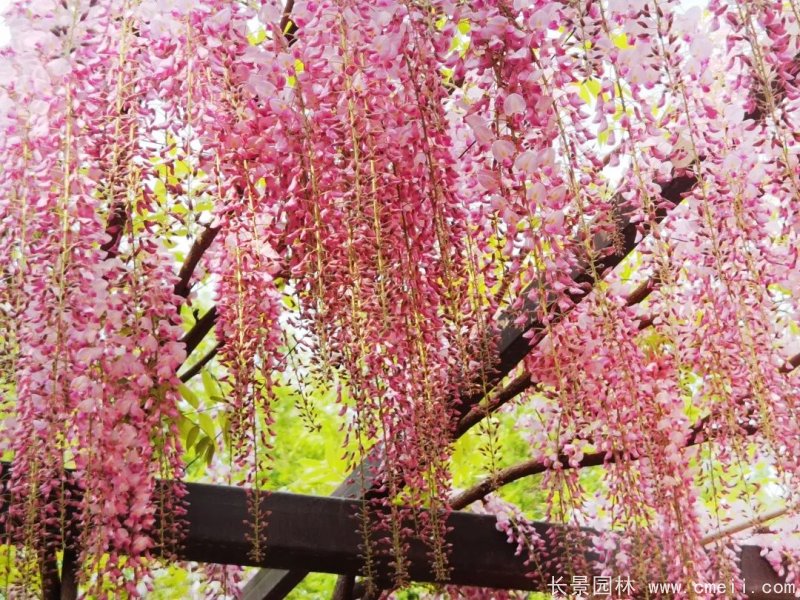 阿知<a href='http://njszjj.com/linmuzhongzi/1806.html' target='_blank'>紫藤</a>粉色日系<a href='http://njszjj.com/tengbenpanyuanzhiwu/3418.html' target='_blank'>紫藤花</a>