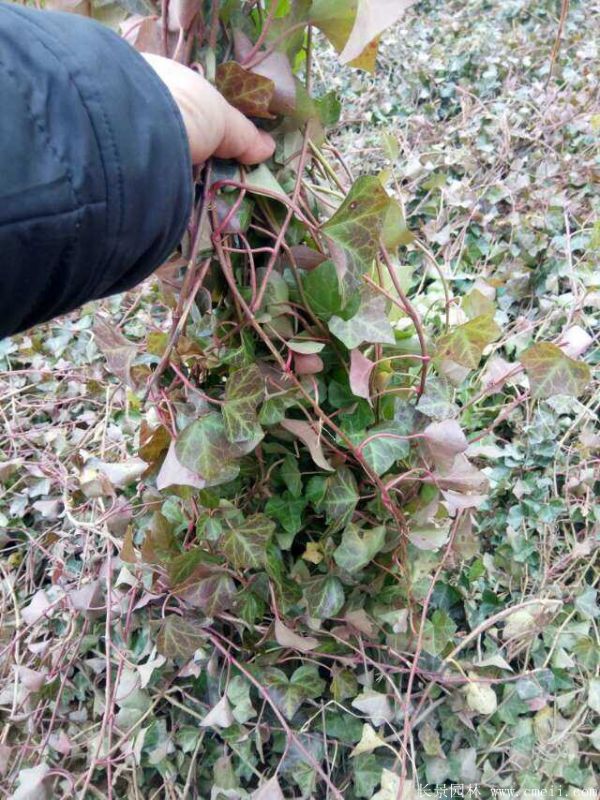 <a href='http://njszjj.com/tengbenpanyuanzhiwu/3423.html' target='_blank'>三葉地錦</a>苗圖片基地實(shí)拍