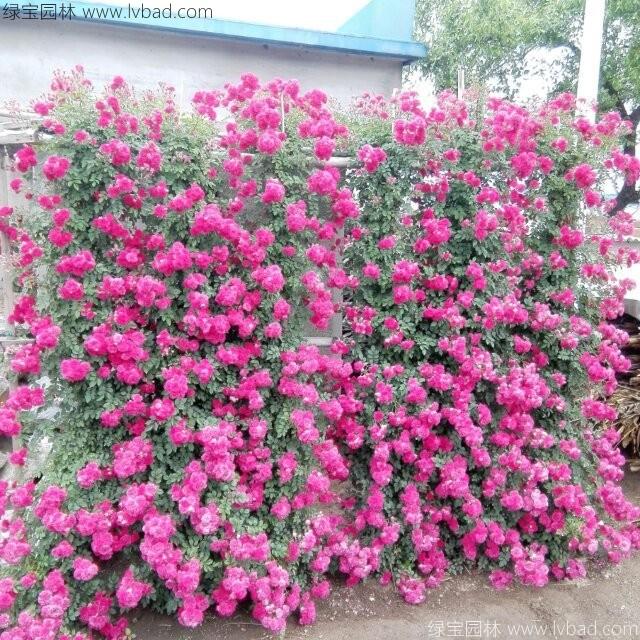 <a href='http://njszjj.com/tengbenpanyuanzhiwu/3421.html' target='_blank'>薔薇花</a>