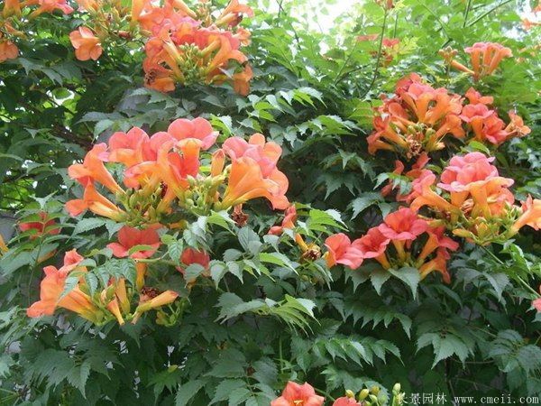 <a href='http://njszjj.com/tengbenpanyuanzhiwu/3414.html' target='_blank'>凌霄花</a>圖片基地實(shí)拍